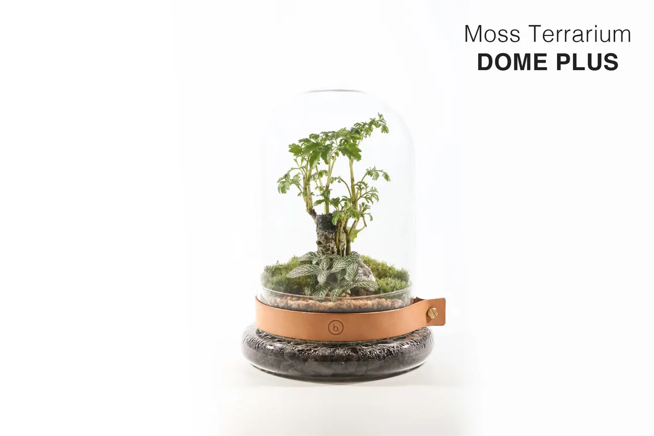 Bonart - 青苔生态盆景 | 多肉植物盆景 | 苔玉 | 板植蕨类 | 中环大馆